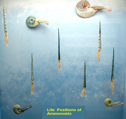 Image showing life positions of ammonoids.